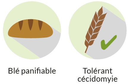 Blé panifiable et tolérant cécidomyie